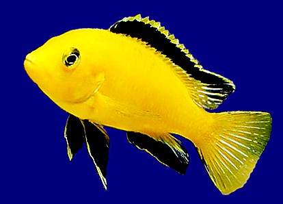  Цихлида-колибри. Елоу (Labidochromis caeruleus)